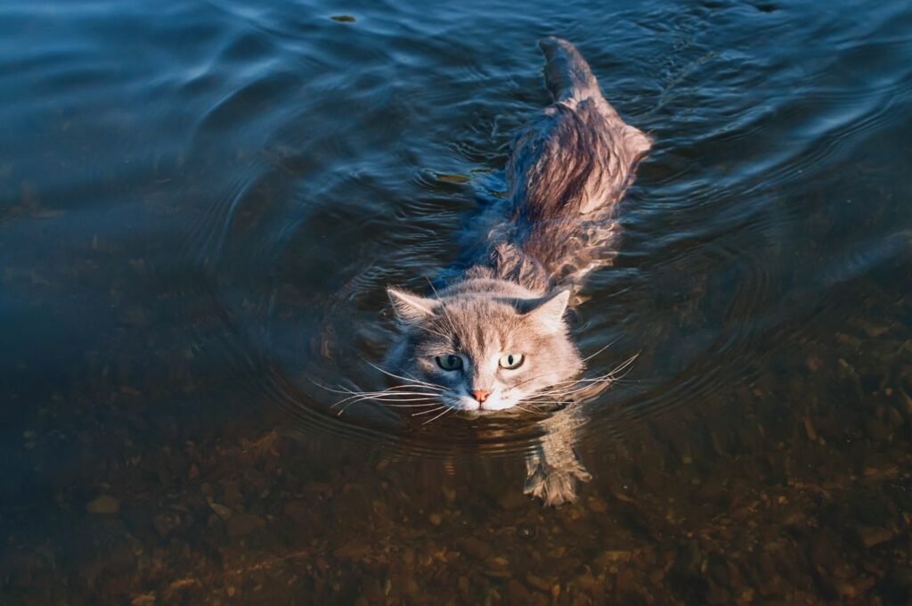 mythen über katze die schwimmt