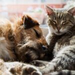 katze und hund liegen nebeneinander vor fenster