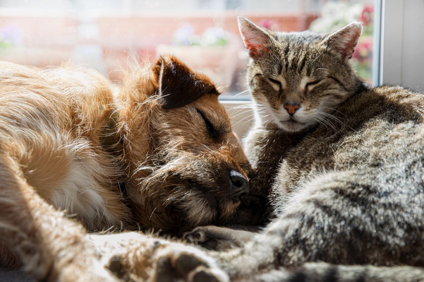 katze und hund liegen nebeneinander vor fenster