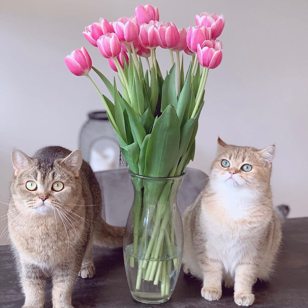 Katzen Tulpen