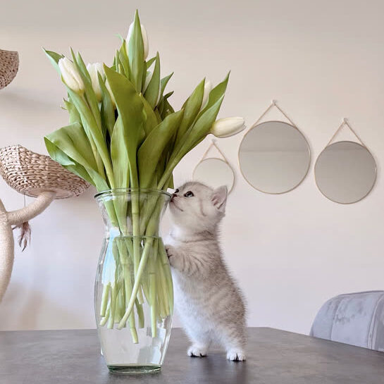 Katze Tulpen