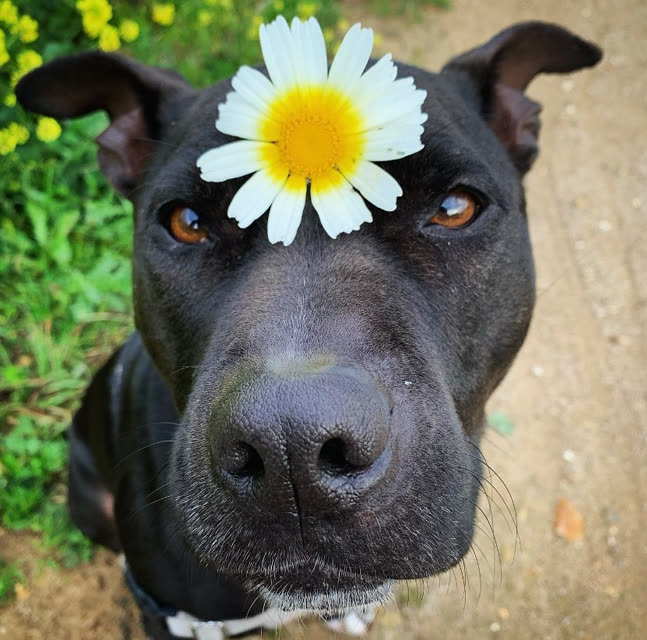 Hund Blume