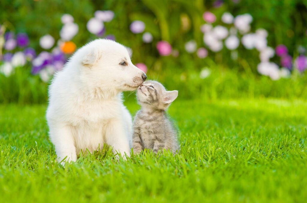 Welpen sozialisieren mit Kitten