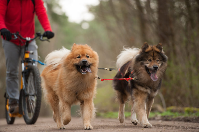 Zwei Hunde laufen mit dem Fahrrad mit