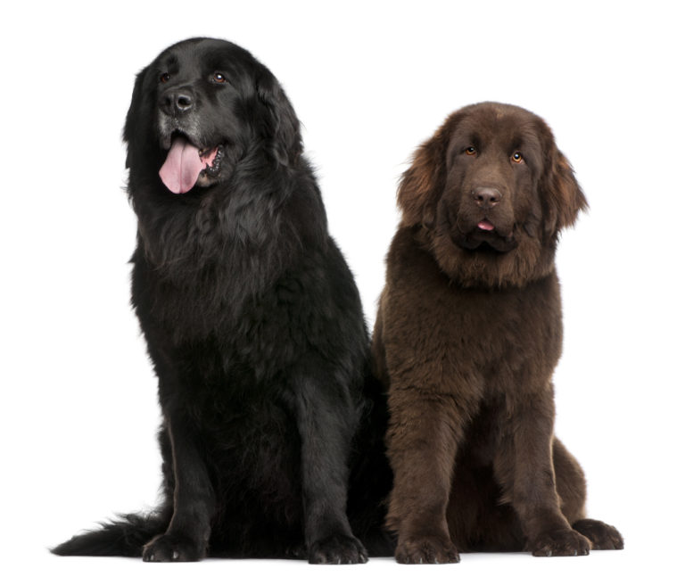 neufundlander hund