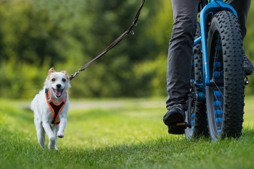 fahrrad und hund an der leine