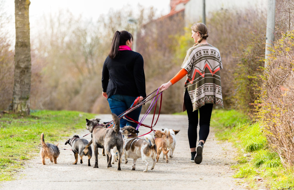 hundebetreuung