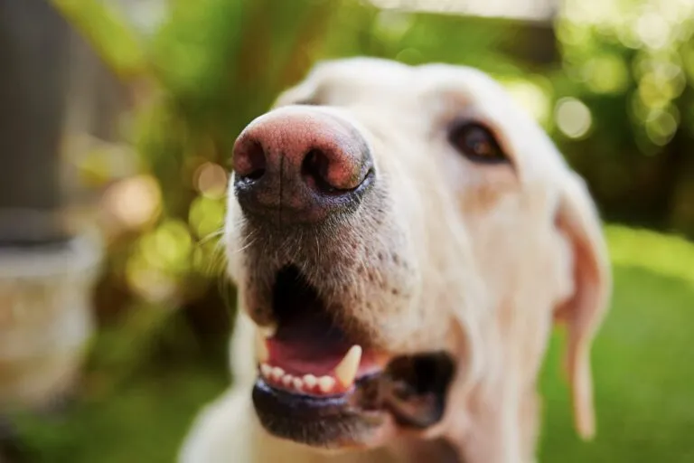 hundeschnauze in nahaufnahme