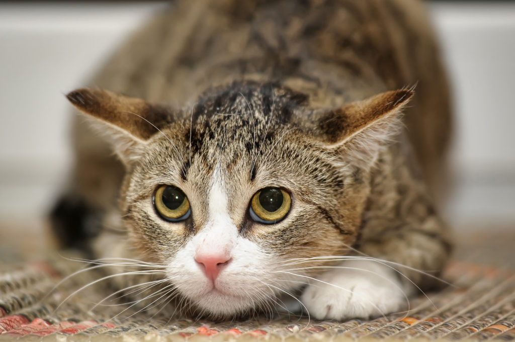 Scheue Katze Plötzlich Anhänglich