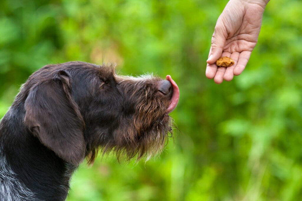 Hundebesitzer gibt seinem Hund ein Leckerli übergewichtiger Hund bekommt Leckerlis