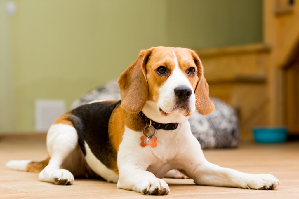 Beagle Hundeblick