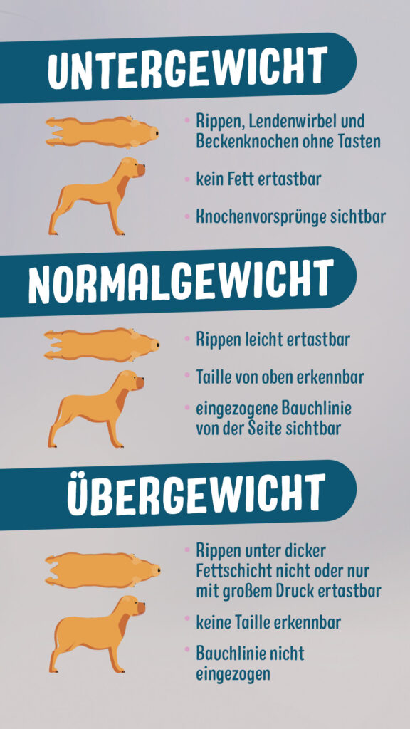 Infografik Unter- und Übergewicht beim Hund erkennen