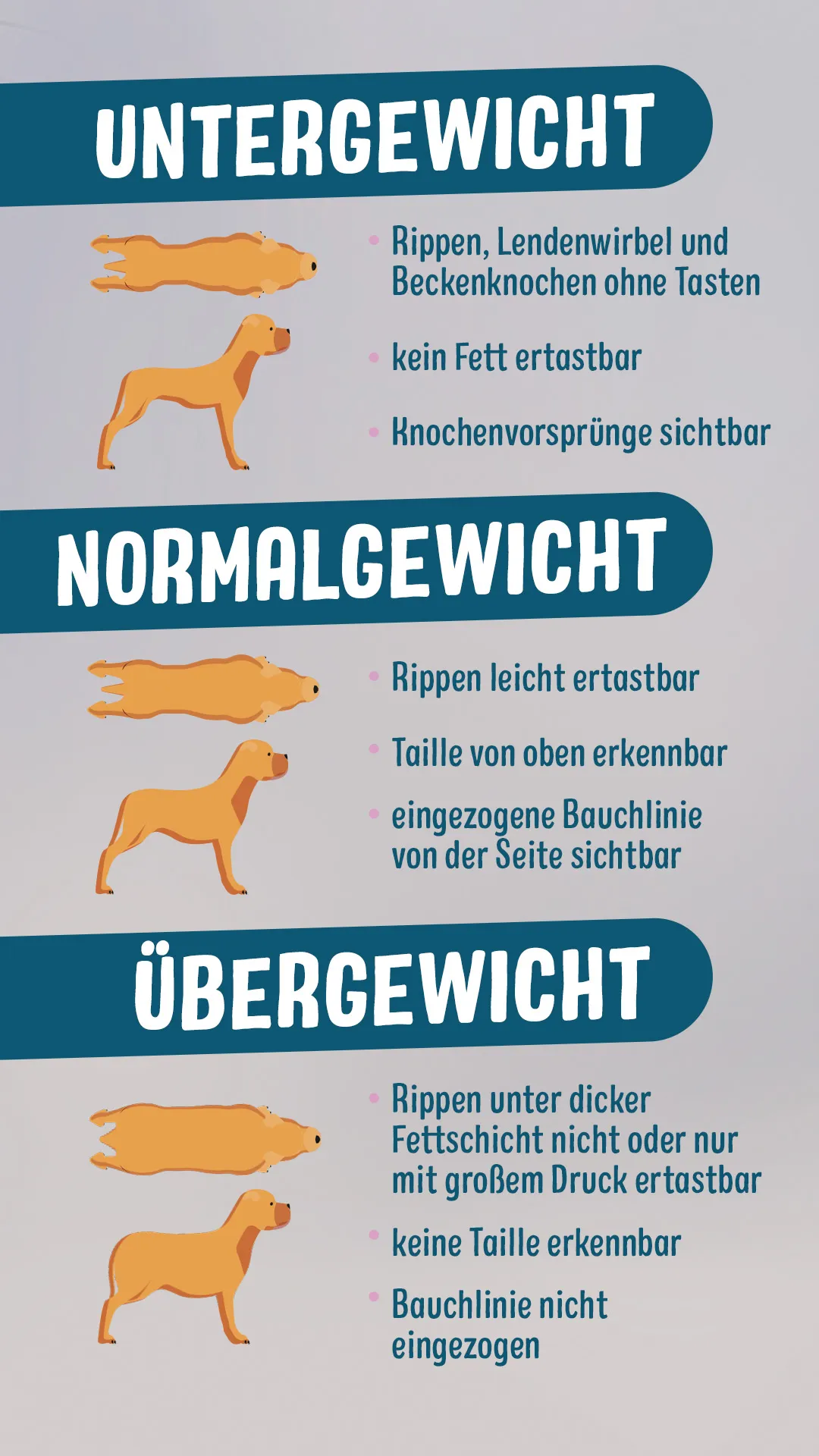 Infografik Unter- und Übergewicht beim Hund erkennen