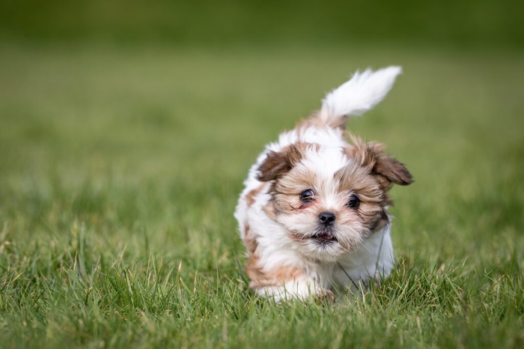 Shih Tzu Welpe