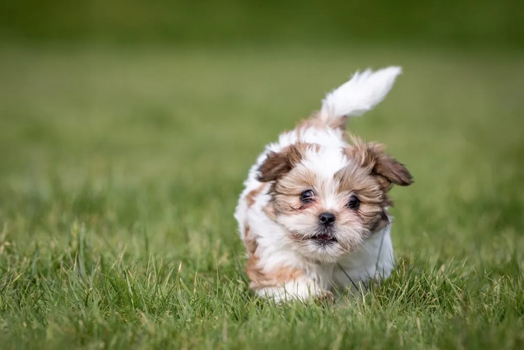 Shih Tzu Welpe