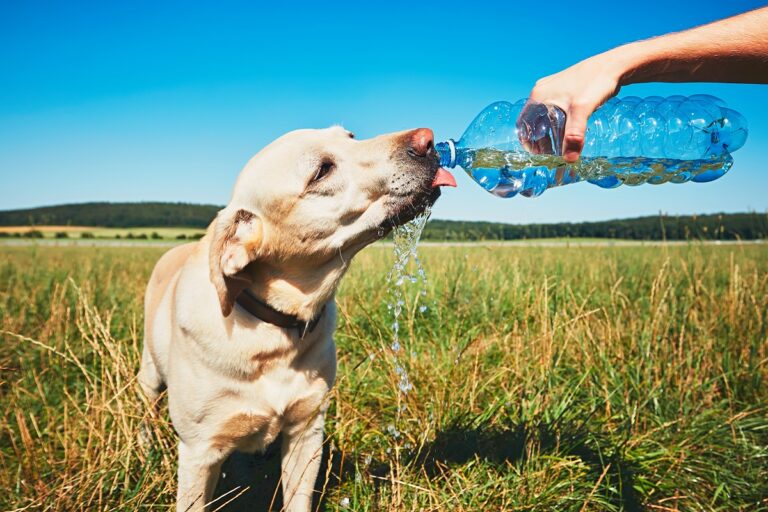 Hitzschlag beim Hund