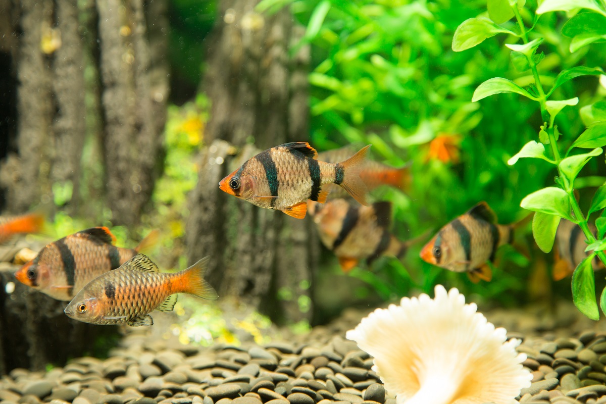 Fischkrankheiten im Aquarium Was tun? zooplus Magazin