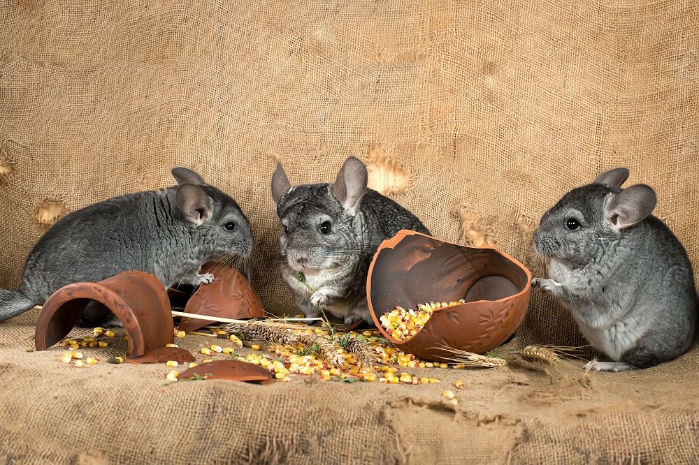 Chinchillas beim fressen