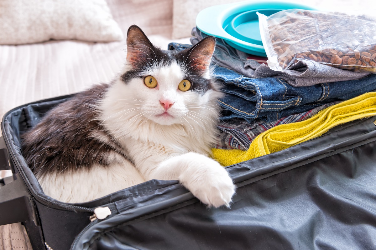 Katze Mit In Urlaub Nehmen Erfahrungen www.zooplus.de