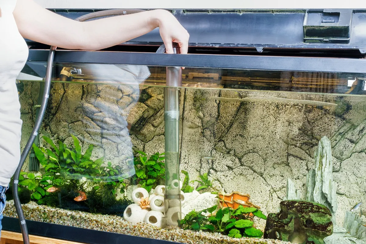 Algen im Aquarium - Arten, Vorbeugung, Entfernung
