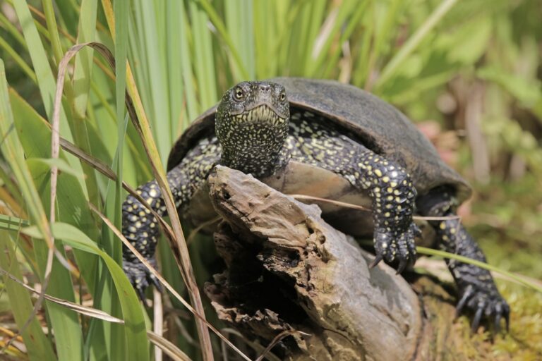 Europäische Sumpfschildkröte (Emys orbicularis)