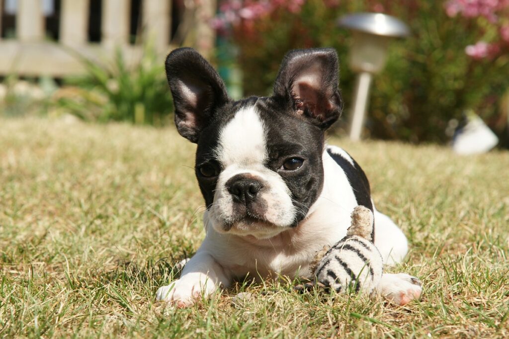 Boston Terrier Welpe