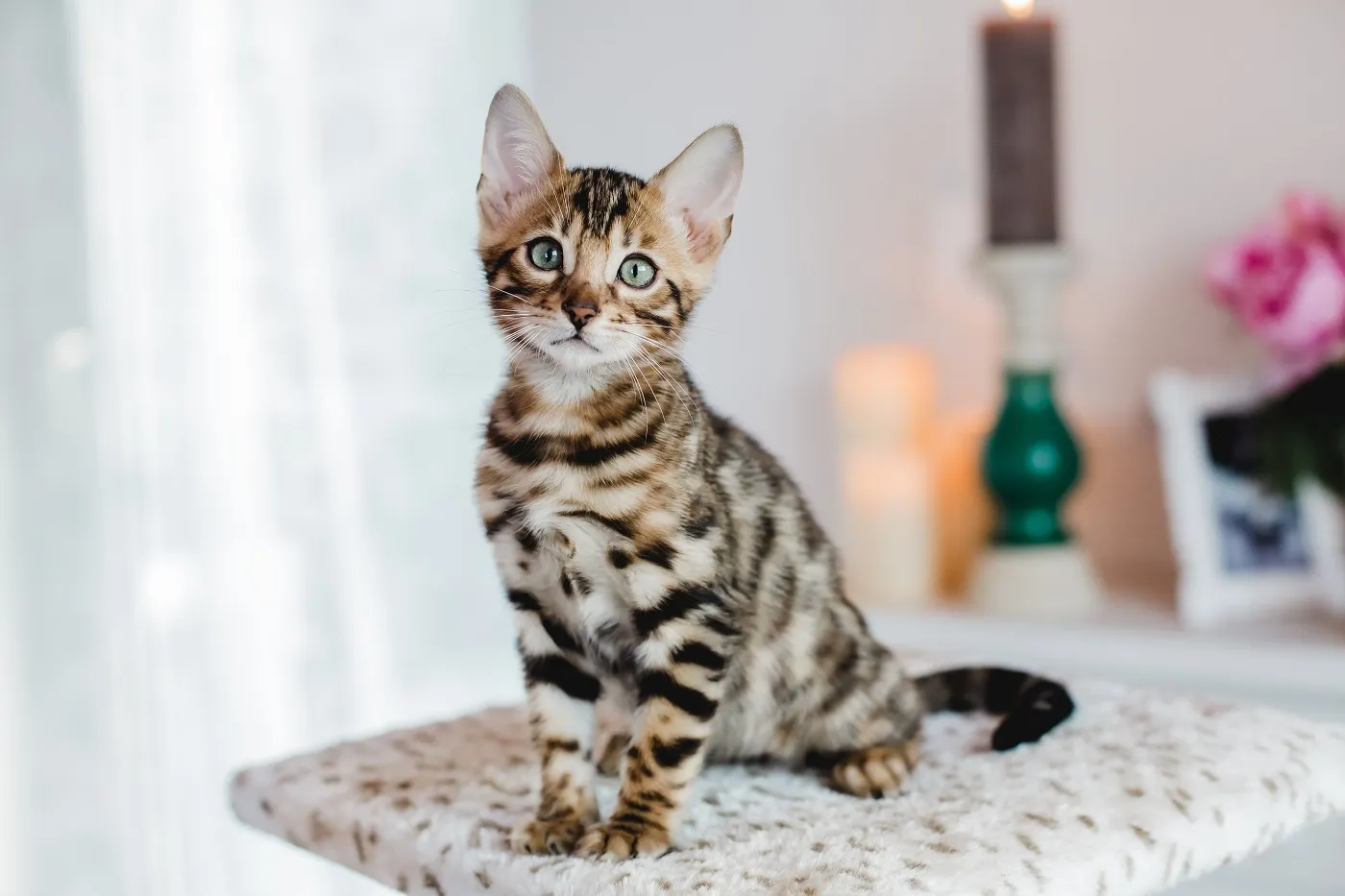 Bengal Kitten