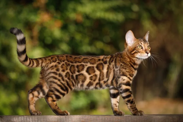 Bengalkatze