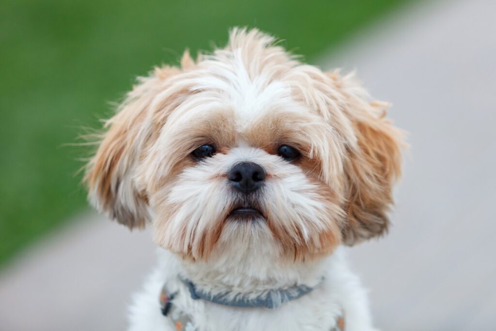 Shih Tzu