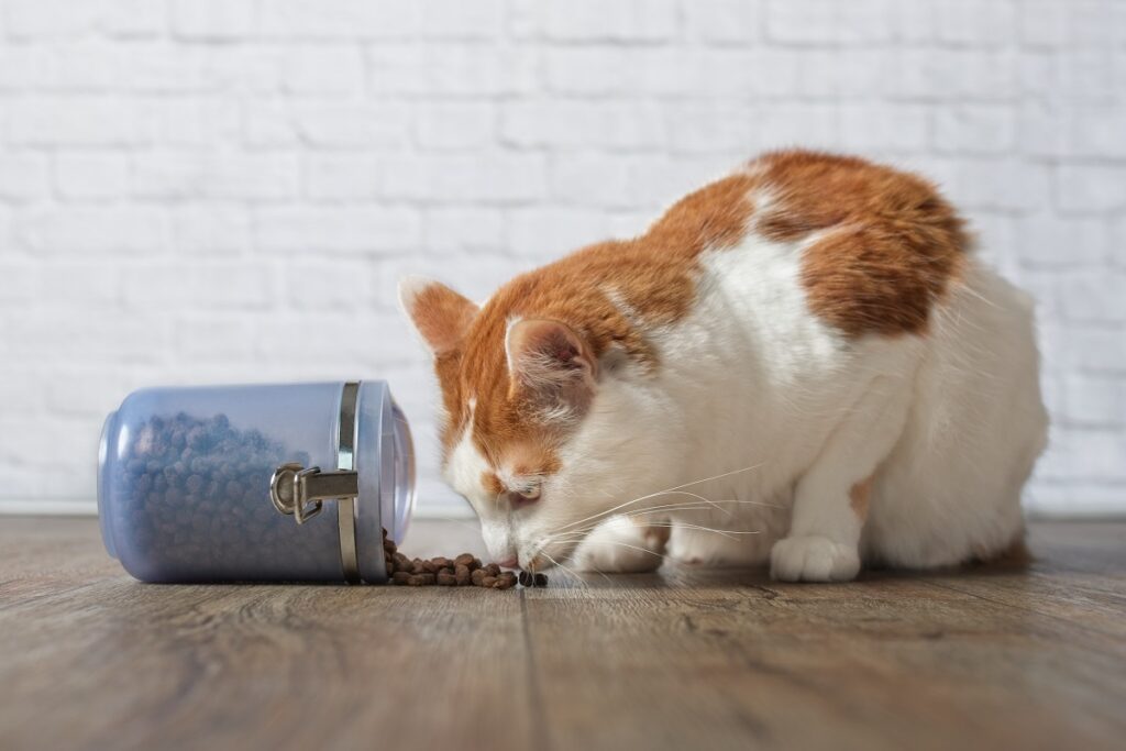 Futtermittelunverträglichkeit Katze
