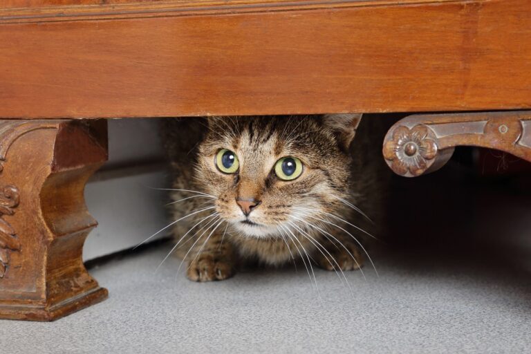 Ängstliche Katze in Ruhe lassen