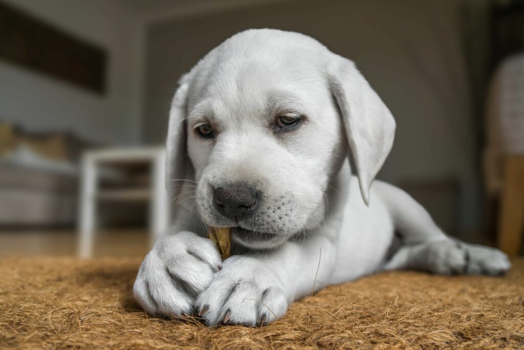 Hundewelpe mit Kaustange Hundewelpe mit Kaustange