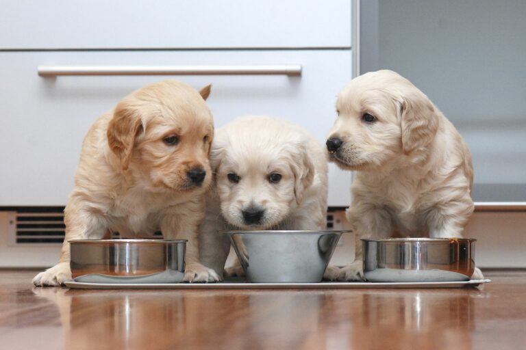 Welpenernährung für drei junge Hunde