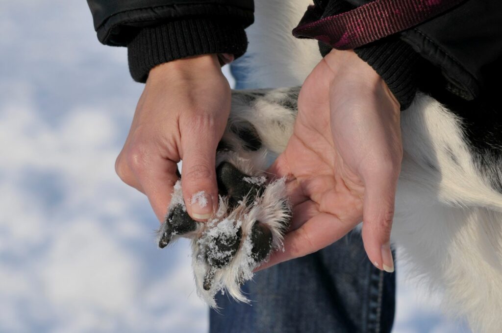 Pfotenpflege-Hund-Winter Hundepfote mit Schnee