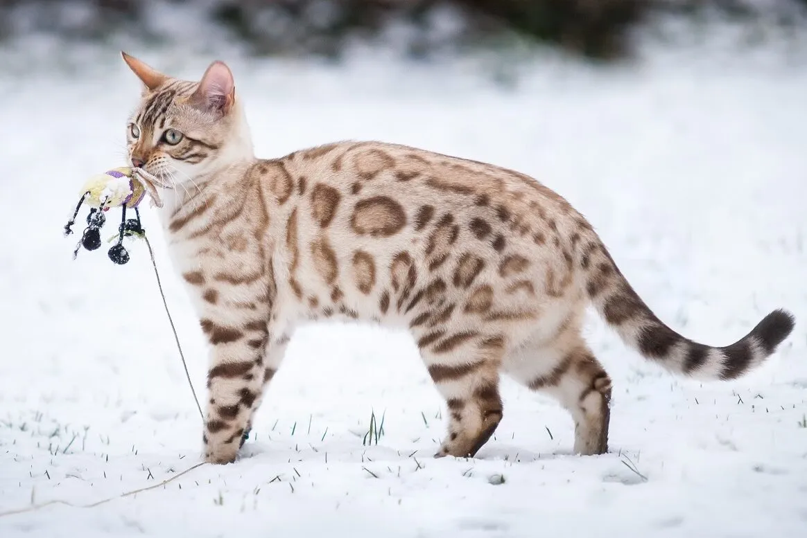 Snow Bengal Schneebangale