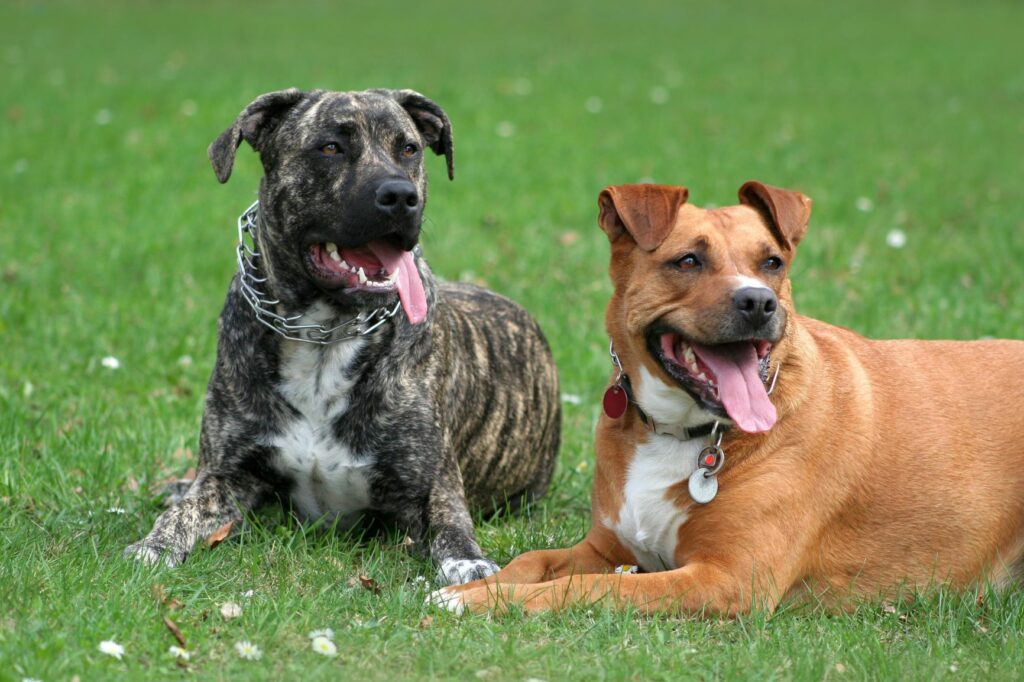 Hunde mit Stachelhalsband als Erziehungshalsband