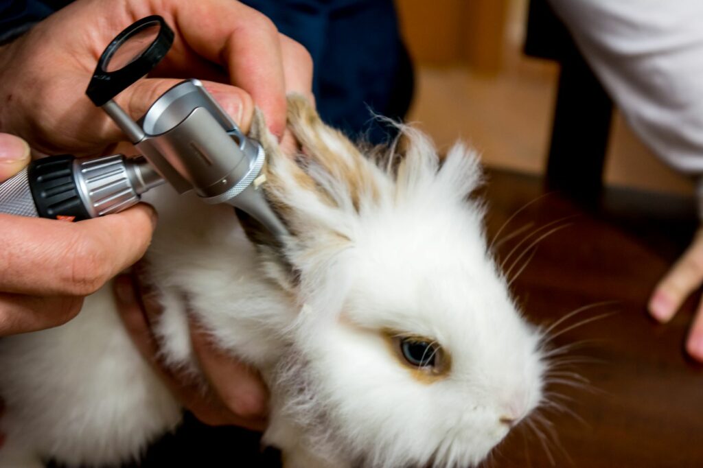 Kaninchenohren Untersuchung beim Tierarzt