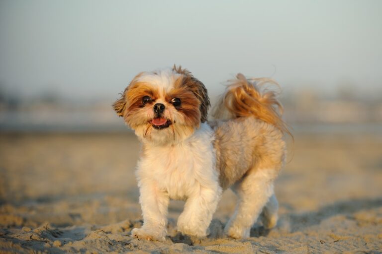 Shih Tzu