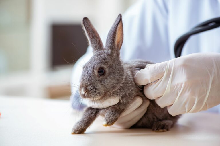 Ein Kaninchen mit Kaninchenschnupfen beim Tierarzt.