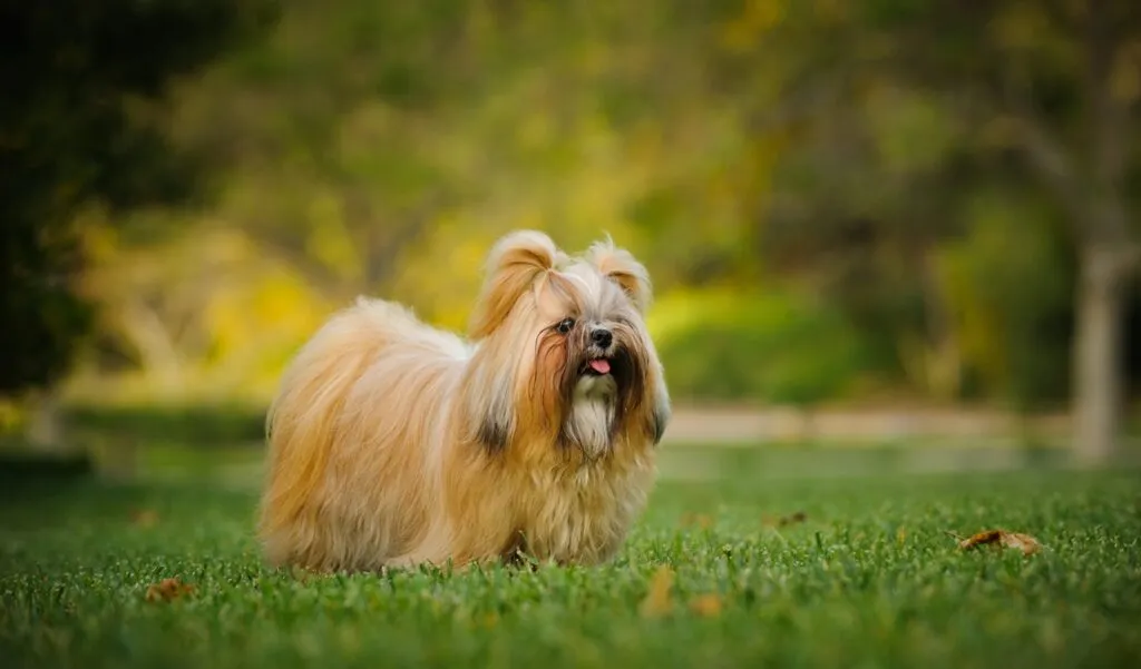 Shih Tzu mit langem Fell