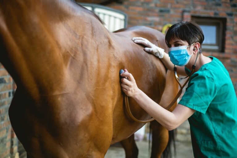 Pferd wird von Tierarzt abgehört