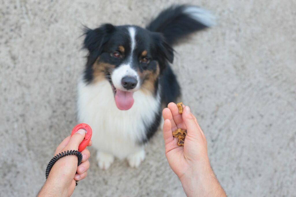 nykkola nykkola Hundetraining Hundeerziehung Klicker mit verstärkte Handschlaufe für Puppy Pets Command Trick Training 