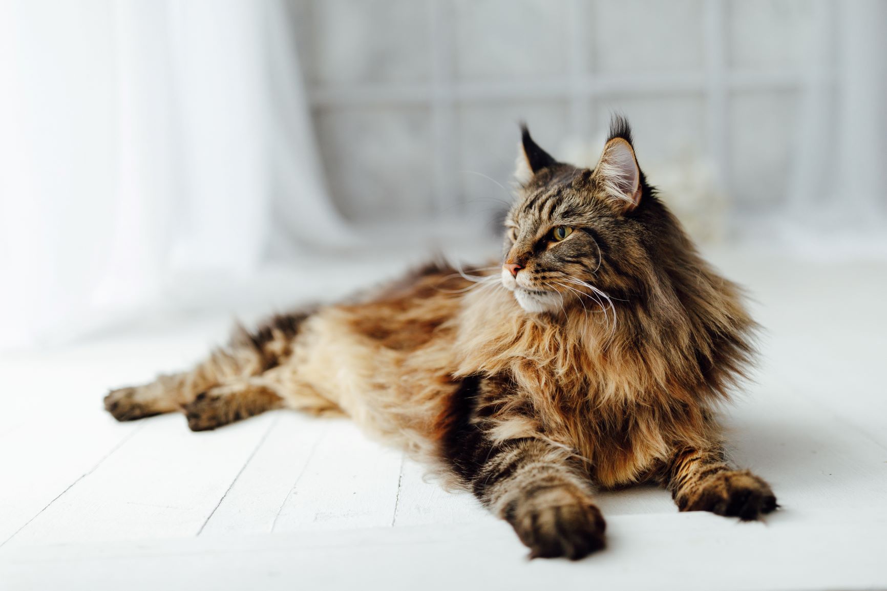 Main Coon Katze Charakter