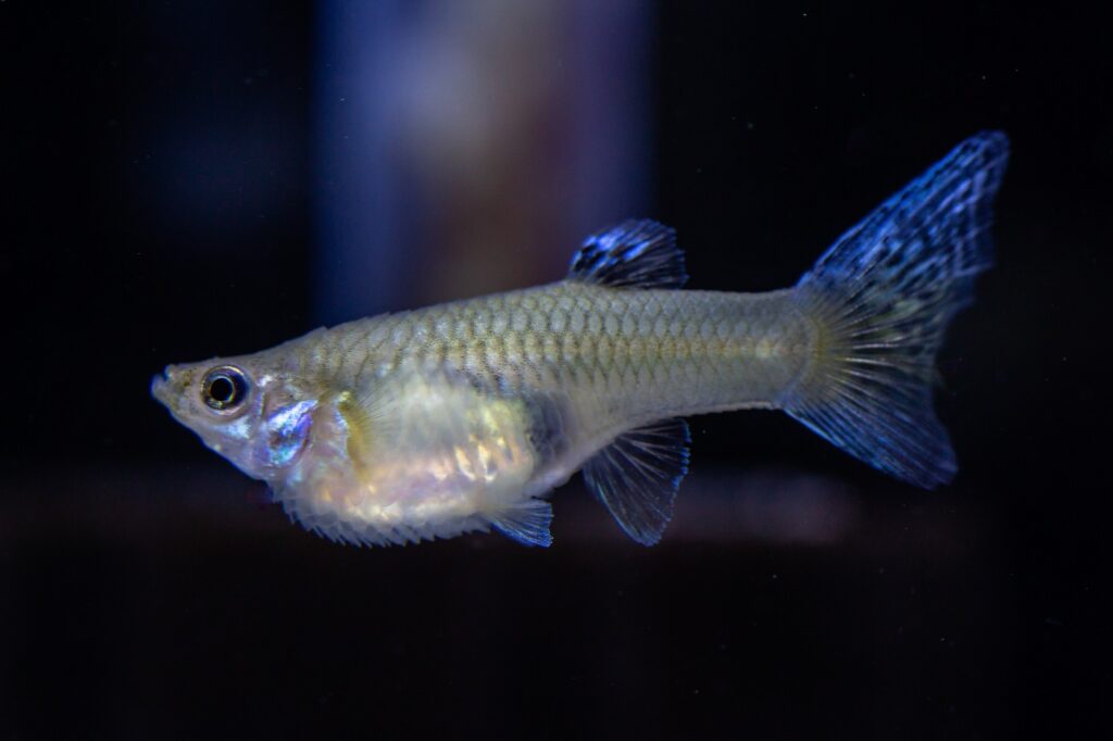 Bauchwassersucht bei einem Fisch Bauchwassersucht bei Fischen
