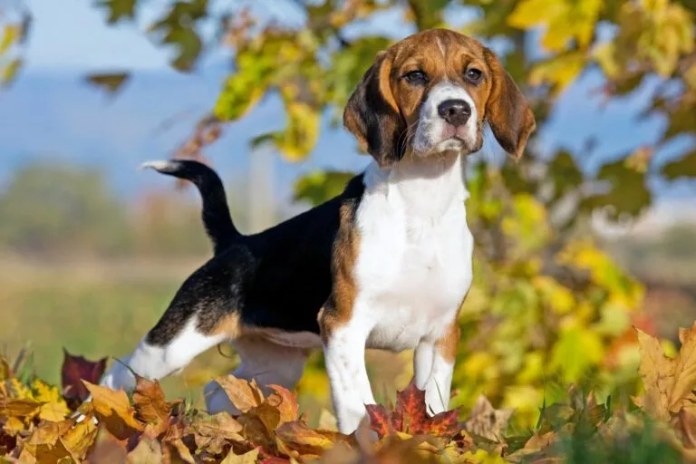 Beagle im Herbstlaub