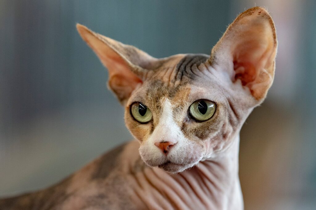 Sphynx-Katze ohne Tasthaare