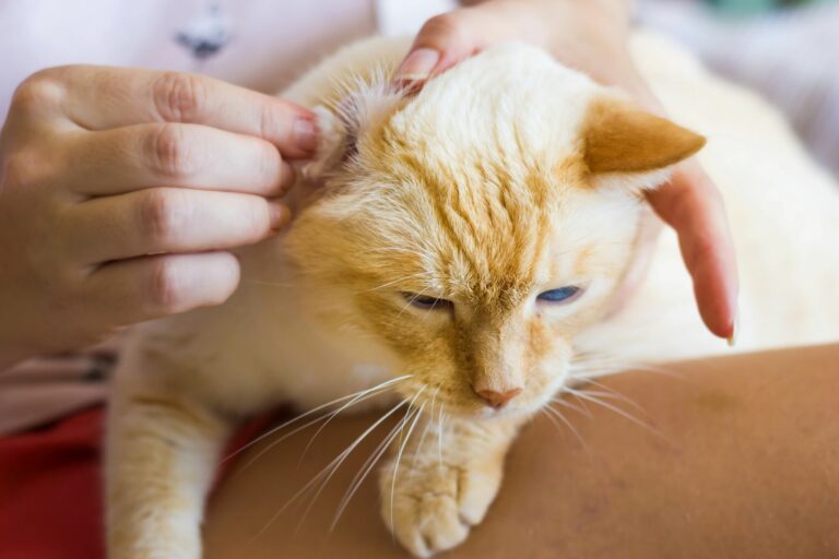 Katzenohren mit einem Tuch reinigen