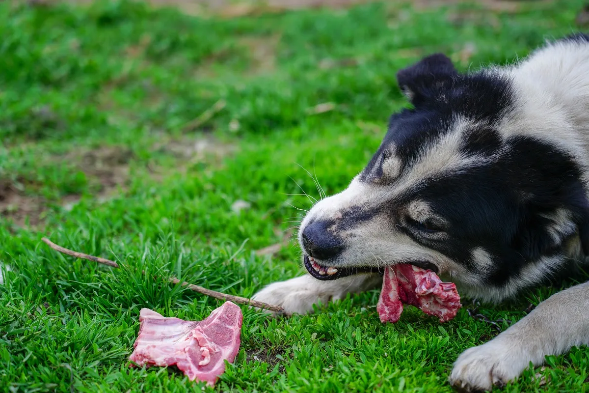 Barfen für Hunde mit Knochen