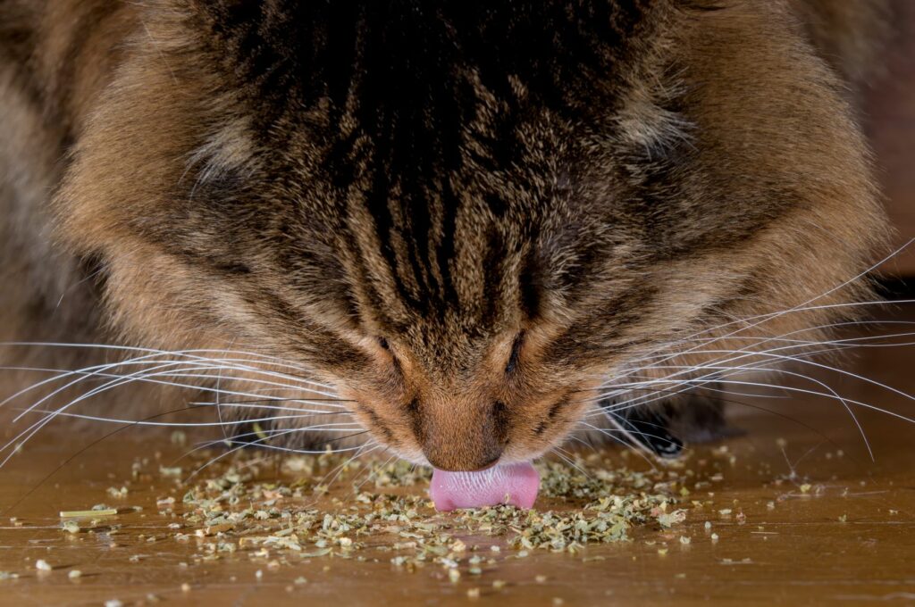 Katze frisst Katzenminze
