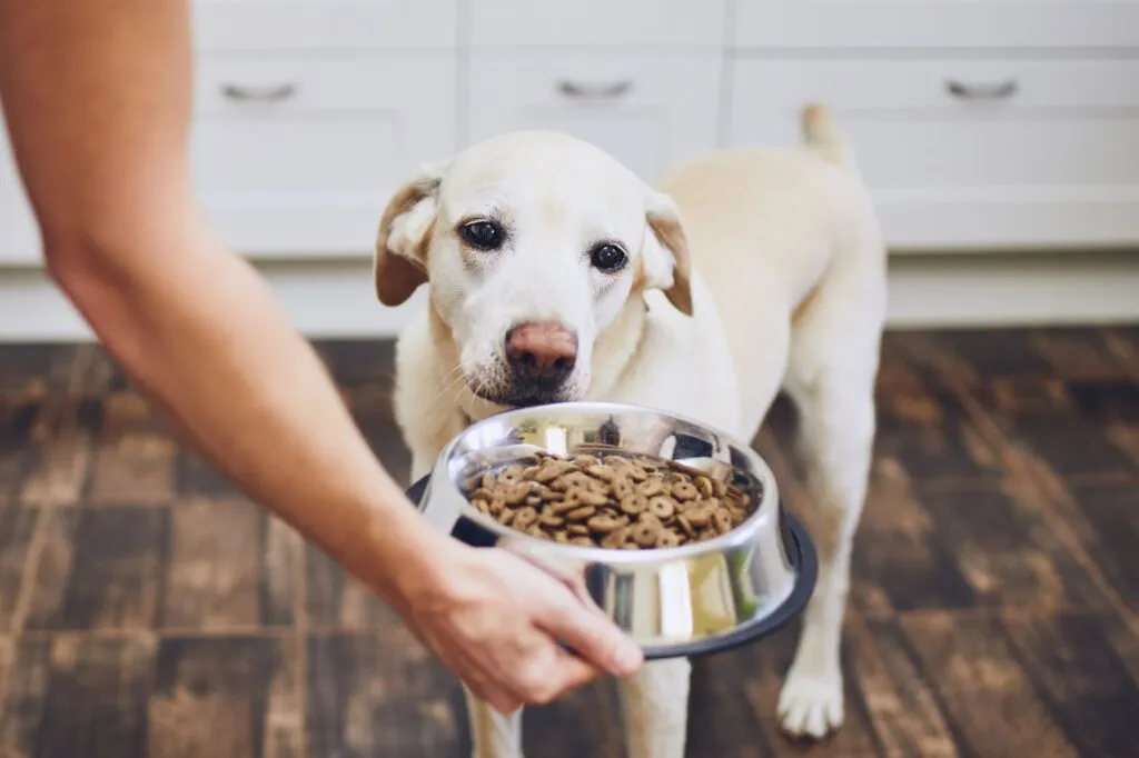 Eine Person füttert ihren Hund vorsichtig – geeignetes Futter bei Durchfall oder sensibler Verdauung.